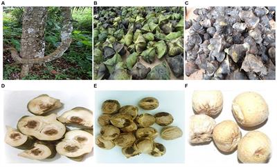 Underutilised food crops for improving food security and nutrition health in Nigeria and Uganda—a review